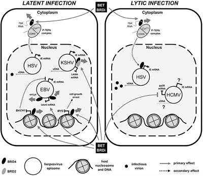 Bromodomain Inhibitors as Therapeutics for Herpesvirus-Related Disease: All BETs Are Off?